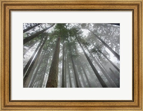 Framed Fir Trees III Print