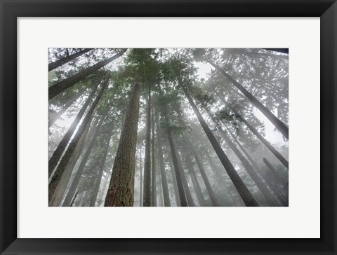 Framed Fir Trees III Print