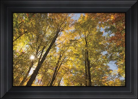 Framed Autumn Forest III Print