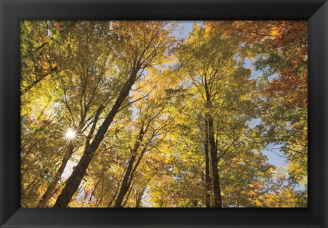 Framed Autumn Forest III Print