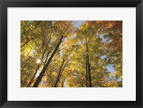 Framed Autumn Forest III Print