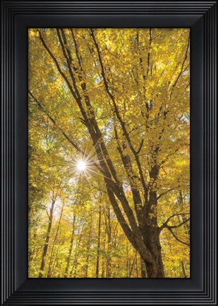 Framed Autumn Forest II Print