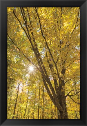 Framed Autumn Forest II Print