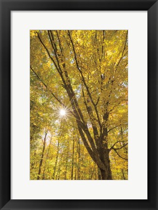 Framed Autumn Forest II Print