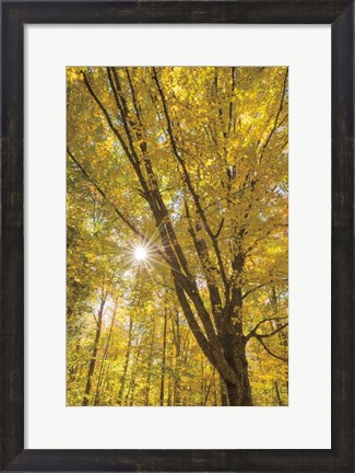 Framed Autumn Forest II Print