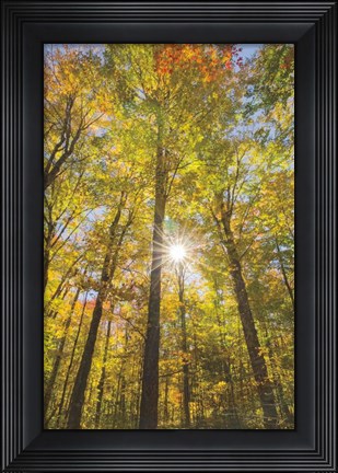 Framed Autumn Forest I Print