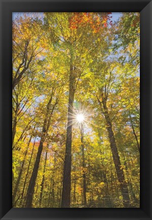 Framed Autumn Forest I Print