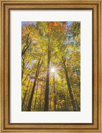 Framed Autumn Forest I Print