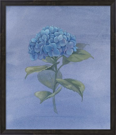Framed Blue Hydrangea IV Print
