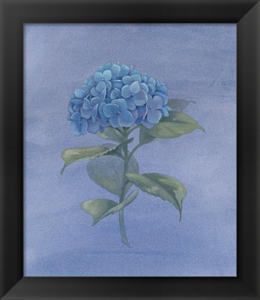 Framed Blue Hydrangea IV Print