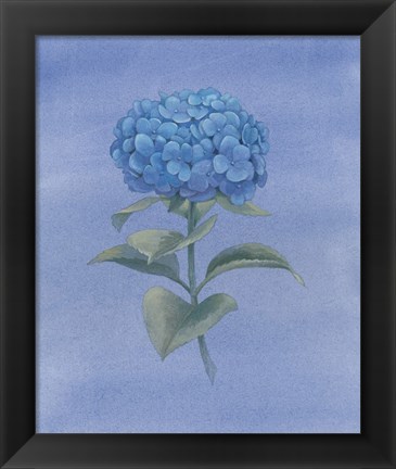 Framed Blue Hydrangea III Print