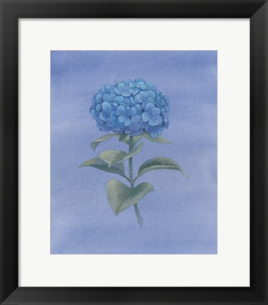 Framed Blue Hydrangea III Print