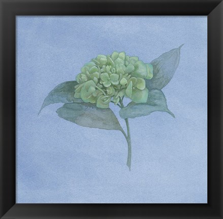 Framed Blue Hydrangea II Print