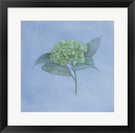 Framed Blue Hydrangea II Print