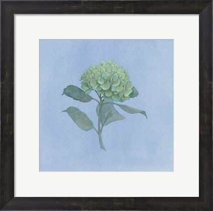 Framed Blue Hydrangea I Print