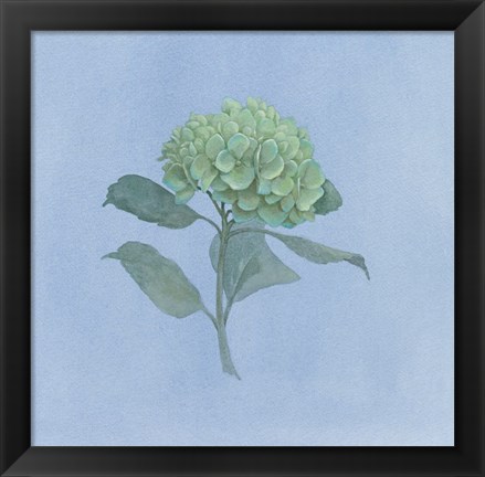 Framed Blue Hydrangea I Print