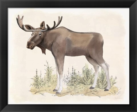 Framed Wilderness Collection Moose Print