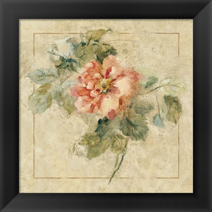 Framed Provence Rose II Print