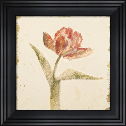 Framed Vintage Flaming Parrot Tulip Crop Print