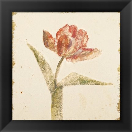 Framed Vintage Flaming Parrot Tulip Crop Print