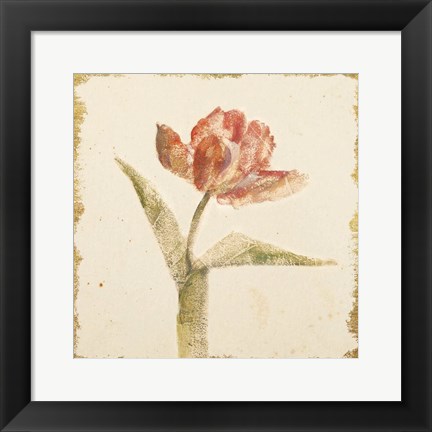 Framed Vintage Flaming Parrot Tulip Crop Print