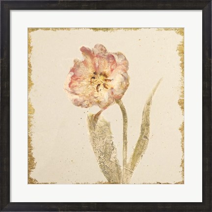 Framed Vintage May Wonder Tulip Crop Print
