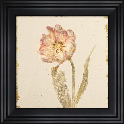 Framed Vintage May Wonder Tulip Crop Print