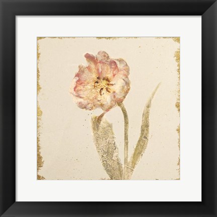 Framed Vintage May Wonder Tulip Crop Print