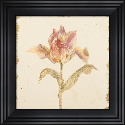 Framed Vintage Zoomer Schoon Tulip Crop Print