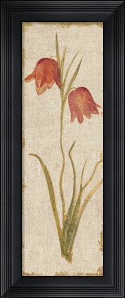 Framed Red Tulip Panel on White Vintage Print