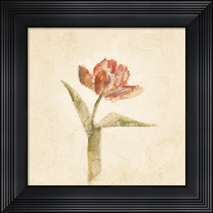 Framed Flaming Parrot Tulip on White Crop Print