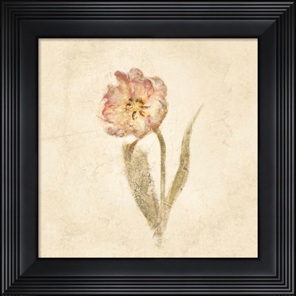 Framed May Wonder Tulip on White Crop Print