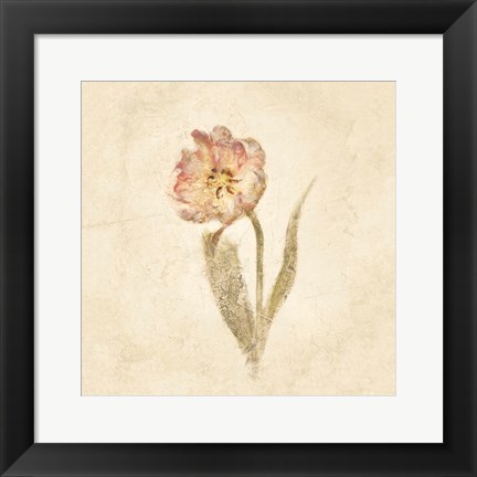 Framed May Wonder Tulip on White Crop Print