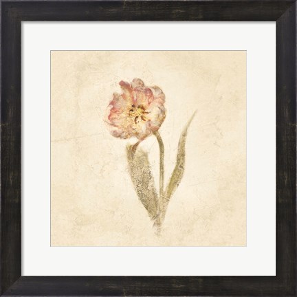 Framed May Wonder Tulip on White Crop Print