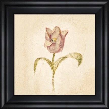Framed Blue Parrot Tulip on White Crop Print