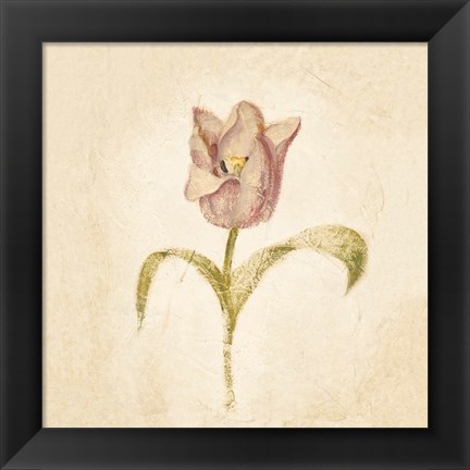 Framed Blue Parrot Tulip on White Crop Print