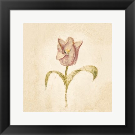 Framed Blue Parrot Tulip on White Crop Print