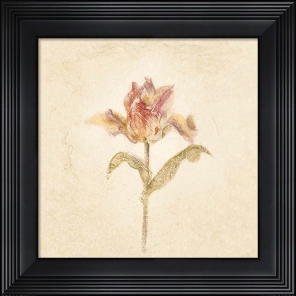 Framed Zoomer Schoon Tulip on White Crop Print