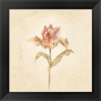 Framed Zoomer Schoon Tulip on White Crop Print