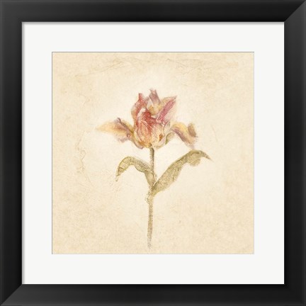 Framed Zoomer Schoon Tulip on White Crop Print