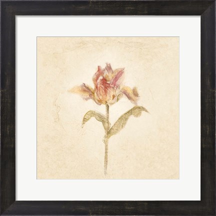 Framed Zoomer Schoon Tulip on White Crop Print