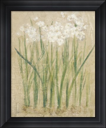 Framed Narcissus Cool Print