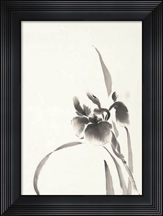 Framed Japanese Iris I Print