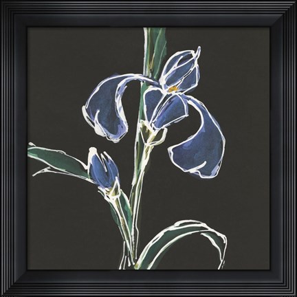 Framed Iris on Black IV Print
