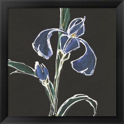 Framed Iris on Black IV Print