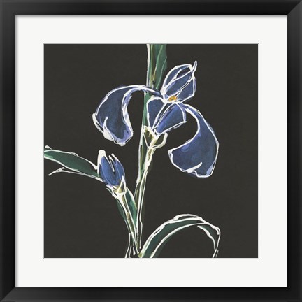 Framed Iris on Black IV Print