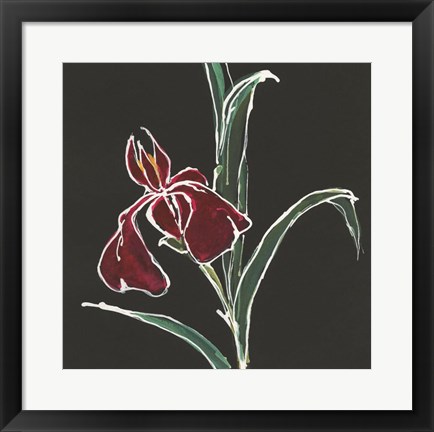 Framed Iris on Black V Print