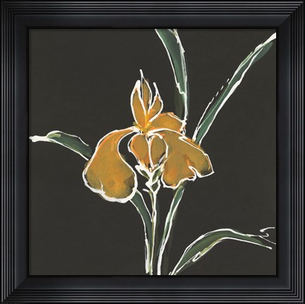 Framed Iris on Black VI Print