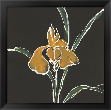 Framed Iris on Black VI Print