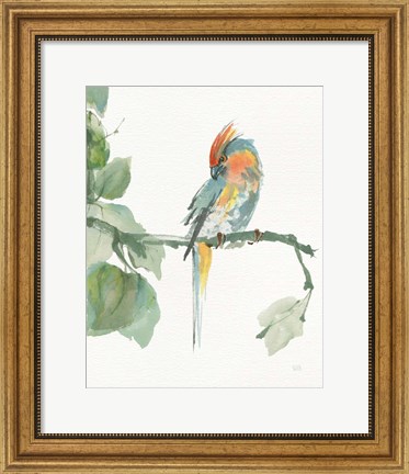 Framed Crested Cockatoo v2 Print
